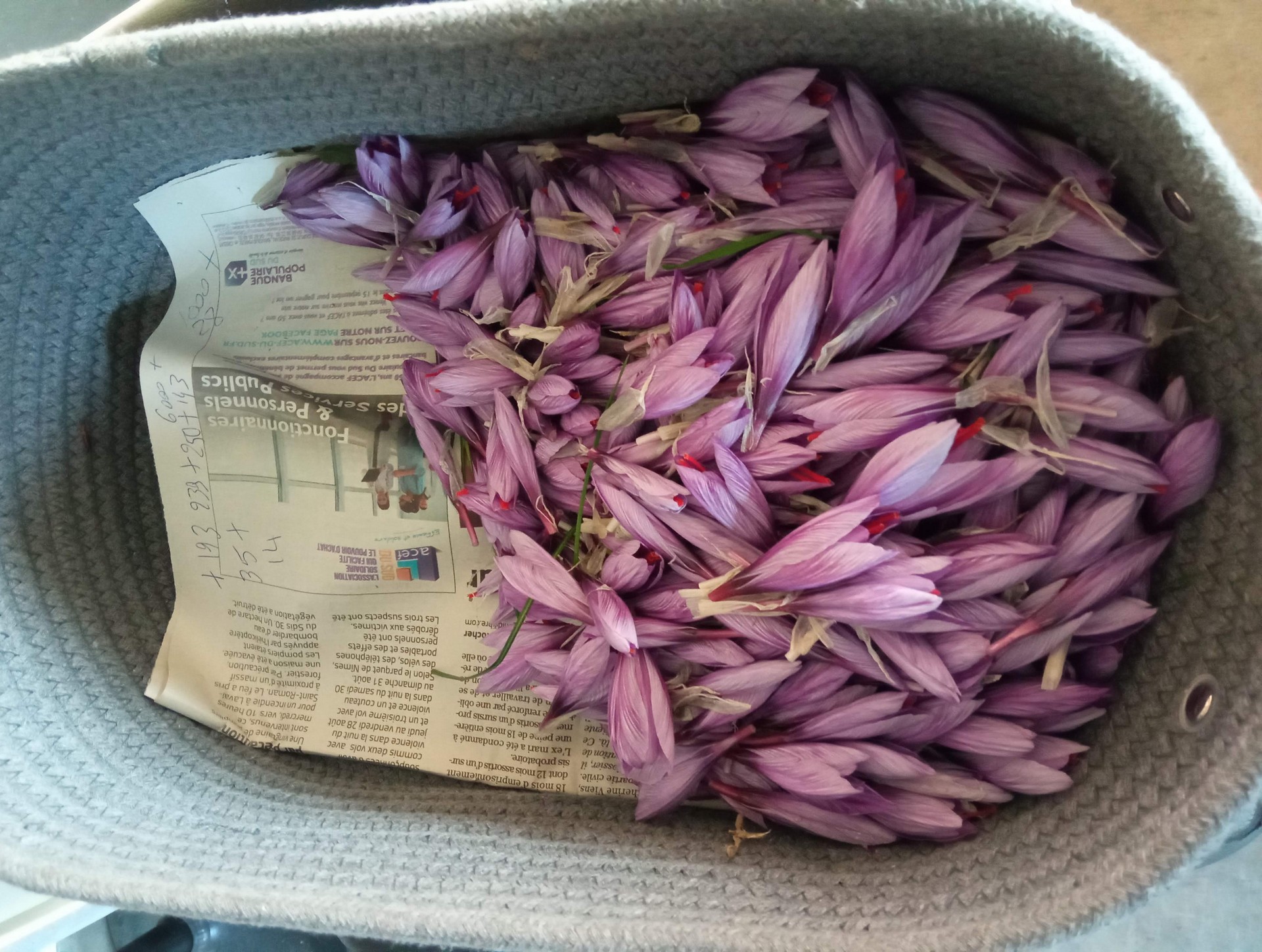 Safran d'Athos récolte