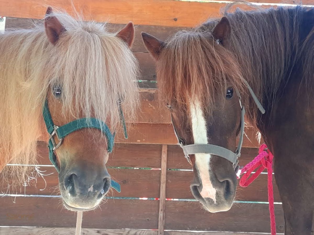 Balade à poney