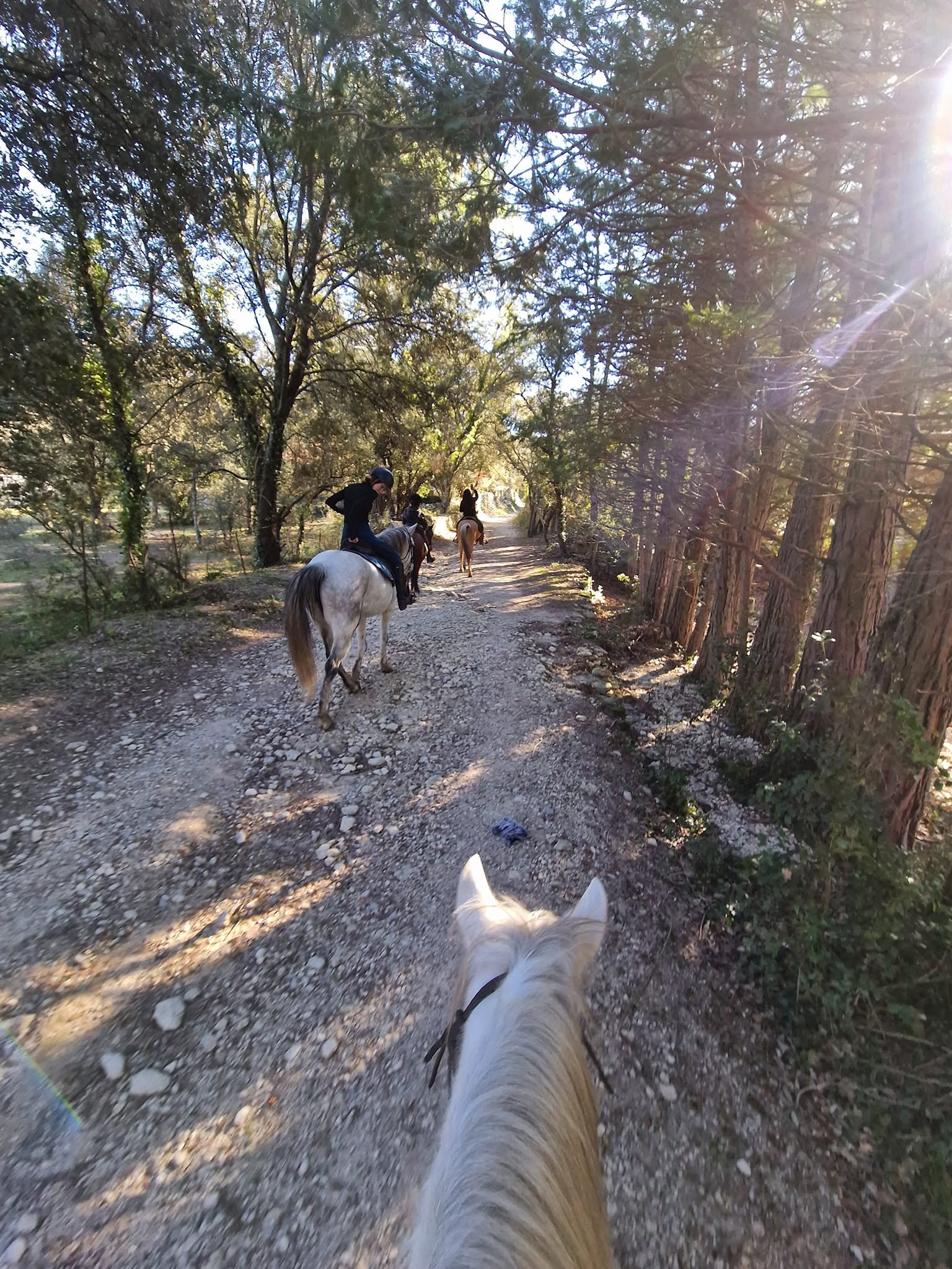 Cheval et cavaliers