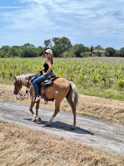 Cheval et cavalière