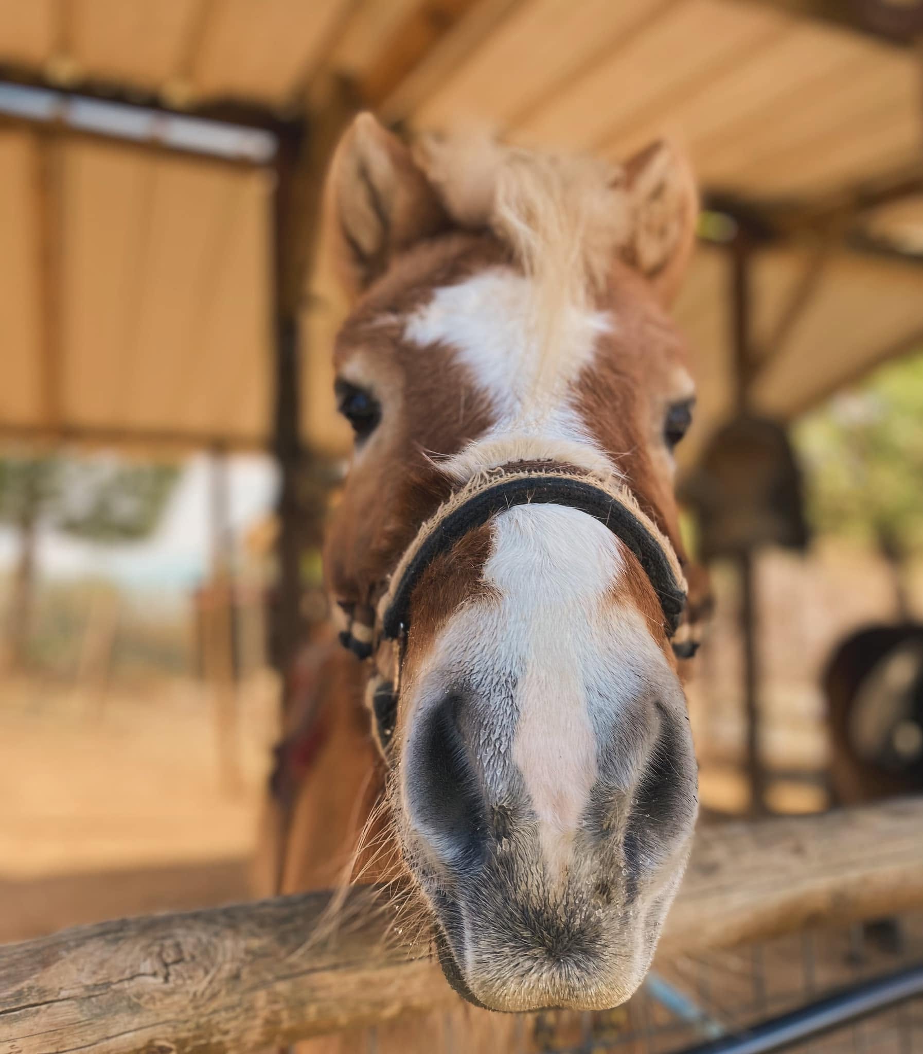 Poney