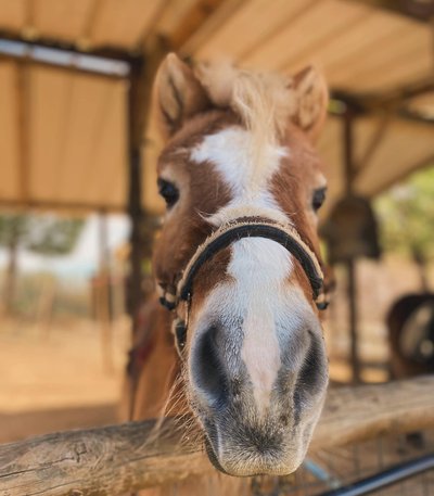 Poney
