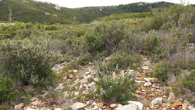 Entre garrigue et chèvrerie