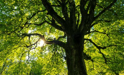 À vos arbres, prêts ? Plantez !