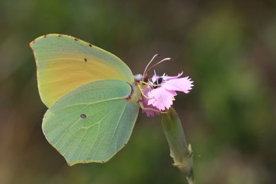 Balade - A la découverte des insectes