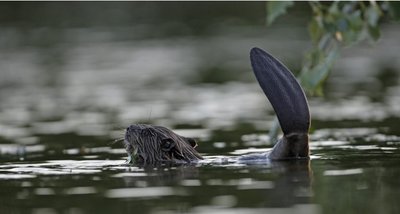 À la découverte du castor