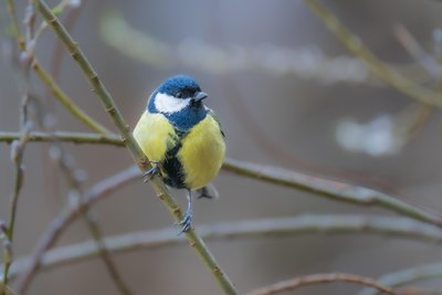 Atelier LPO — Autour des oiseaux_Générargues