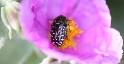 Fête de la nature - Découverte des insectes pollinisateurs