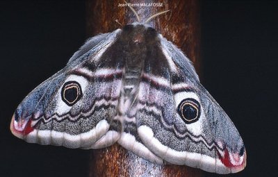 A la rencontre du monde nocturne, sur les ailes des phalènes_Mandagout