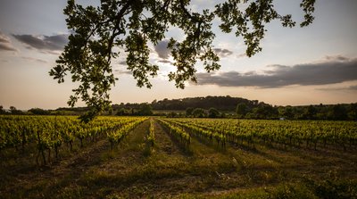 Balades Vigneronnes