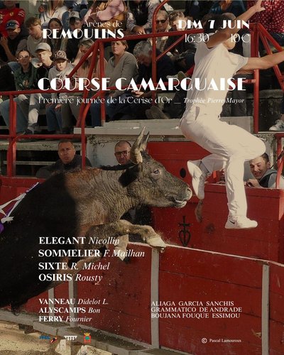 Course Camarguaise - 1ère journée de la Cerise d'Or_Remoulins