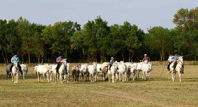 A la rencontre du cheval Camargue_Le Cailar