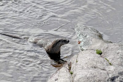 Sortie : Comme une loutre_Saint-Jean-du-Gard