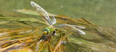 Les petites bêtes de la rivière