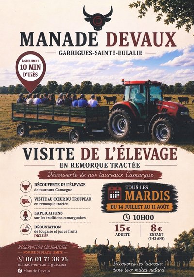 Visite élevage de taureaux de Camargue_Garrigues-Sainte-Eulalie