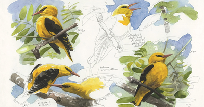 Initiation au dessin naturaliste – des croquis sur le vif_Collias