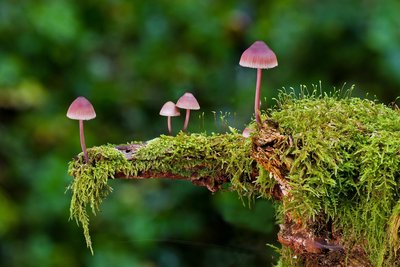 Champignons : comment les reconnaître_Générargues