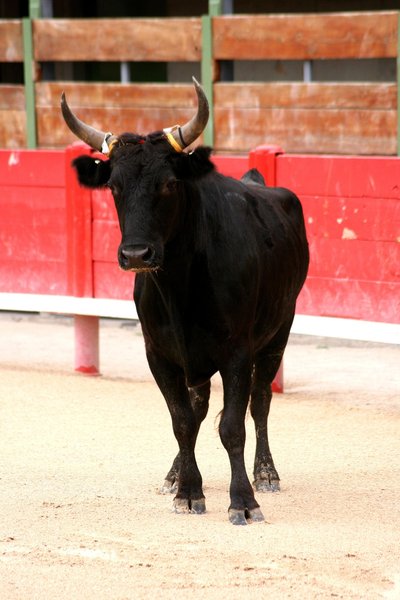 Course camarguaise - Ligue Occitanie_Remoulins