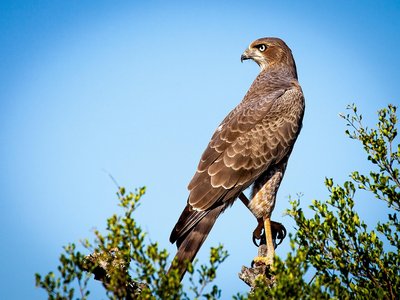 Balade - Les rapaces de nos garrigues_Collias