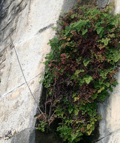 Sortie botanique : "Sauvages de ma rue"_Nîmes