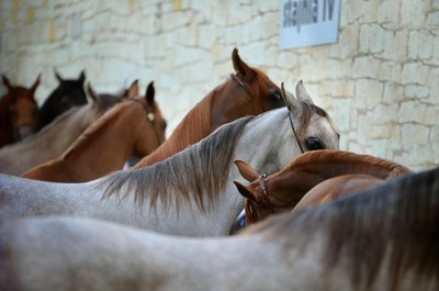 Stages de poneys/ chevaux_Méjannes-le-Clap