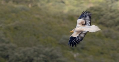 Balade - Rapaces et pastoralisme_Collias