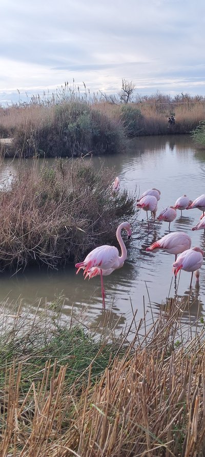 Flamands roses