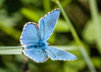 Nacrés et Azurés, papillons fragiles et graciles des tourbières_Arphy