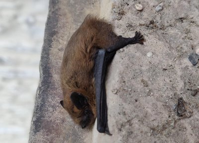 chauves souris