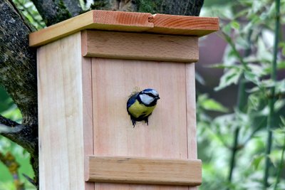 Accueillir la biodiversité au jardin
