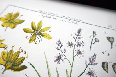 Atelier : observation du végétal et dessin botanique