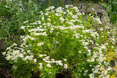 La rentrée avec les plantes