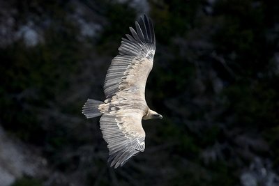 Vautours et équarrissage naturel_Anduze
