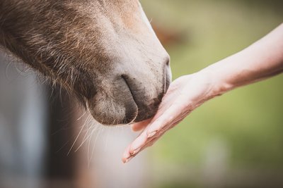 Après-midi - Centre Equestre_Méjannes-le-Clap