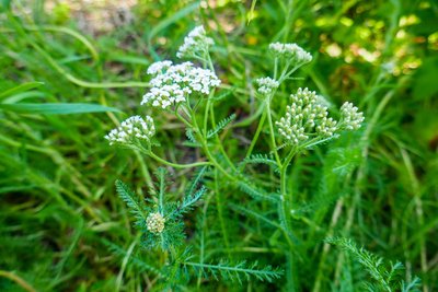 Plantes des femmes, du Moyen Âge à aujourd’hui