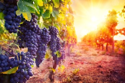 Randonnée - Le climat, quel impact sur les vignes ?_Massillargues-Attuech