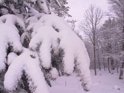 Neige