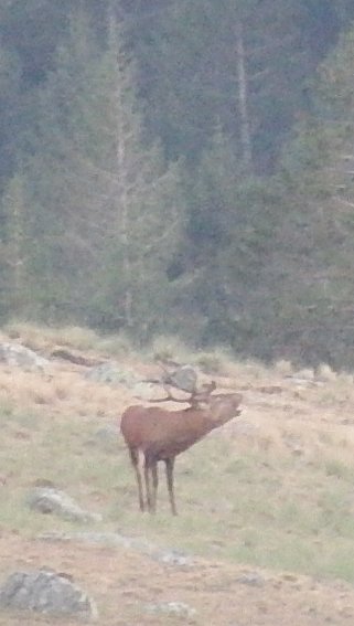 Brame du Cerf