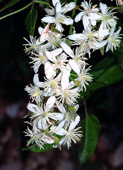 sortie botanique "Sauvages de ma rue"_Nîmes