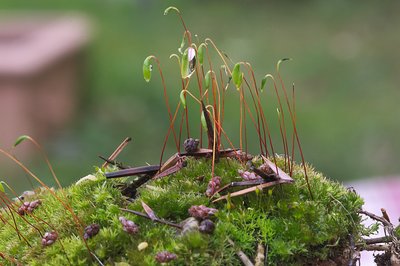 Atelier de botanique "connaître et reconnaître les bryophytes (mousses et hépatiques)_Nîmes