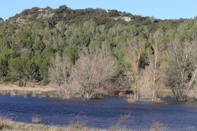 Sortie - À la découverte de l’étang de Valliguières_Valliguières