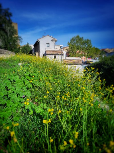 Balade thématique sur les plantes sauvages_Roquemaure