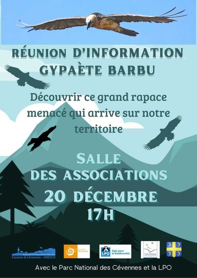 Le Gypaète Barbu_Dourbies