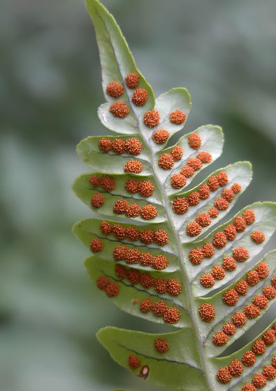 Atelier botanique : Connaître et reconnaître les Ptéridophytes (fougères)_Nîmes