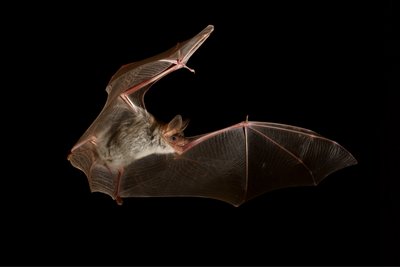 Atelier et Balade - Le bal des chauves-souris_Sanilhac-et-Sagriès