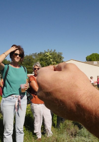 Présentation plante dans le jardin