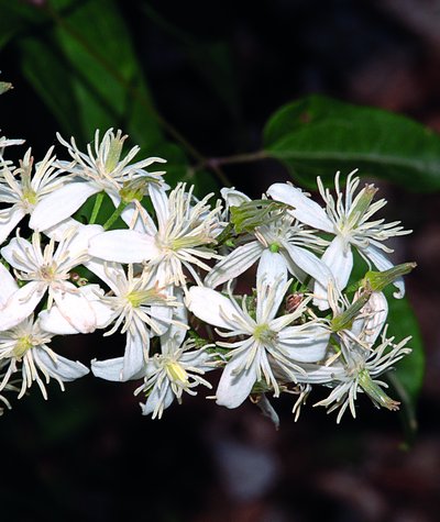 Clematis flammula