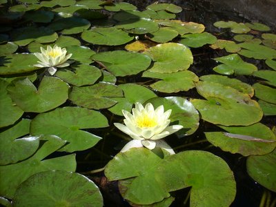 Atelier - Méditation en mouvement, danse de l'être_Massillargues-Attuech