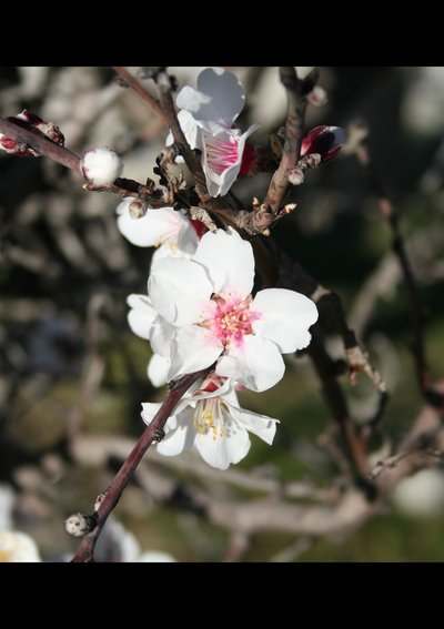 Atelier botanique - Floraison du Printemps_Nîmes