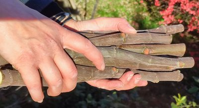 Ateliers botaniques "Initiation à la taille (10h) et au bouturage de figuier (14h)"